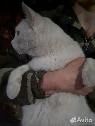 Отдаю в добрые руки