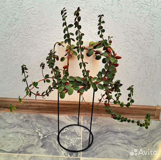 Пеперомия комнатная