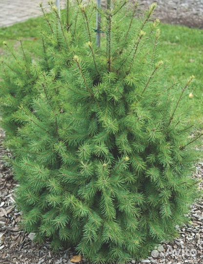 Пихта дугласова Высота от 300см