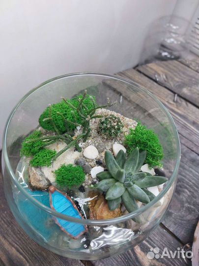 Флорариум суккуленты, кактусы. Подарок