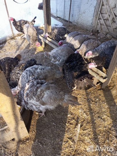 Продам индюков самцы