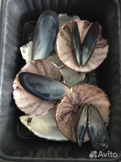 Ракушки морские