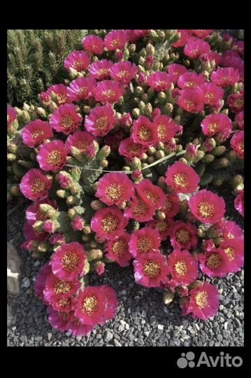 Кактусы уличные декоративные (Доставка бесплатная)