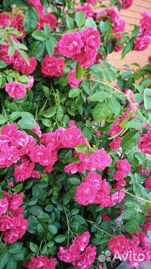 Роза плетистая