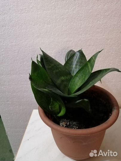 Сансевиерия