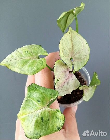 Сингониумы Серый призрак