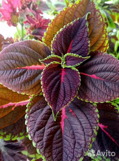 Колеусы срезы