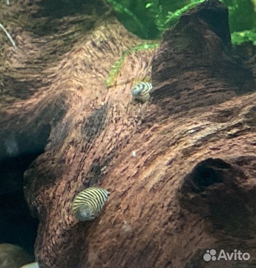 Рыбки гуппи Эндлера, теодоксусы