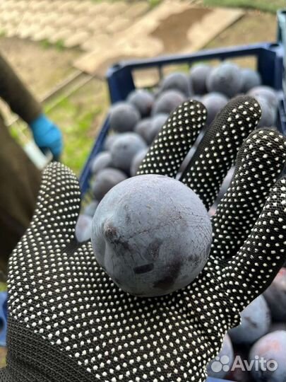 Слива анжелина