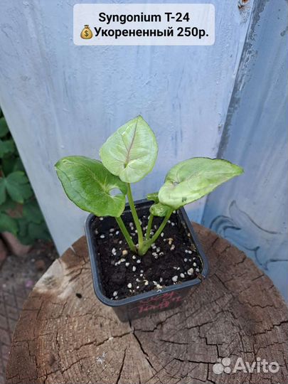 Монстеры,Сингониумы Конфетти,Арон Браун, 36 сортов