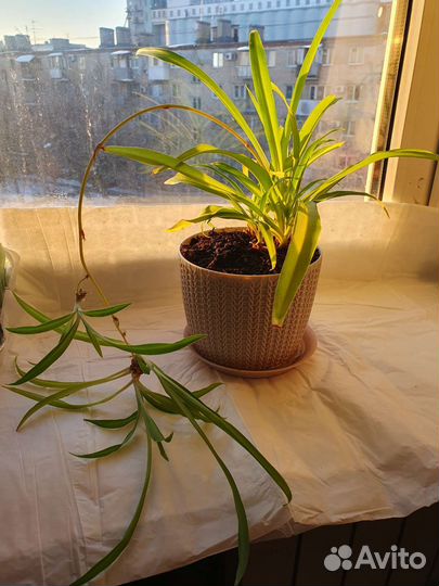 Домашнее растение