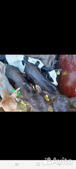 К Бычки Швицы и тёлочки