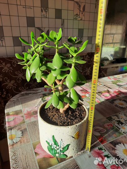 Толстянка (денежное дерево)