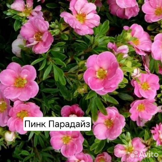 Лапчатка кустарниковая, 6 сортов