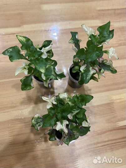 Альтернантера