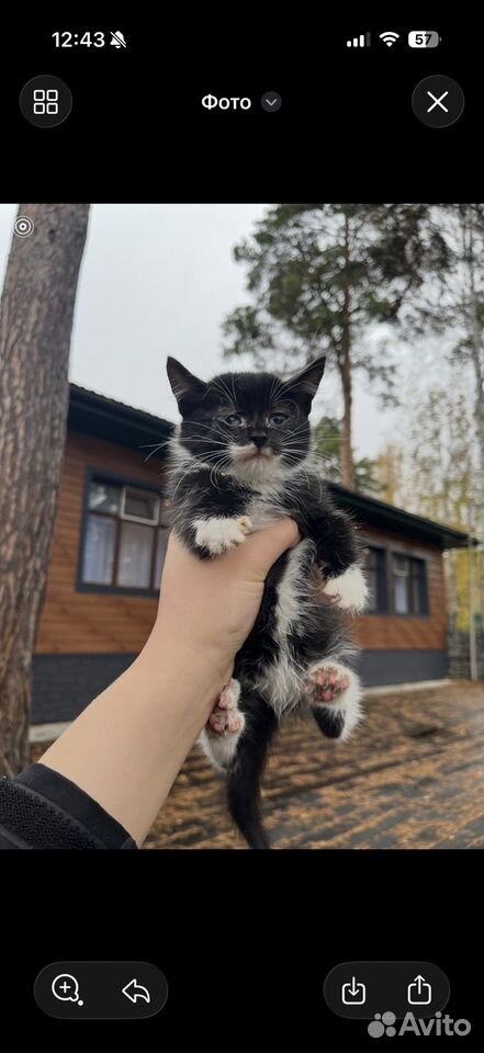 Котёнок в добрые руки, Тюмень