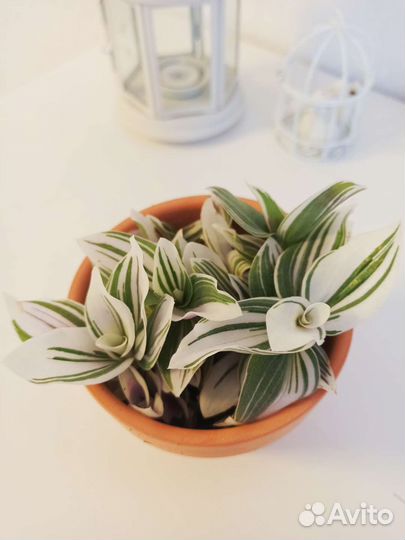 Традесканция белая