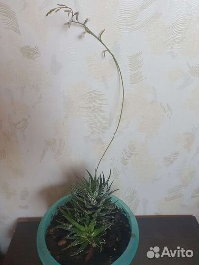 Хавортия жемчужная