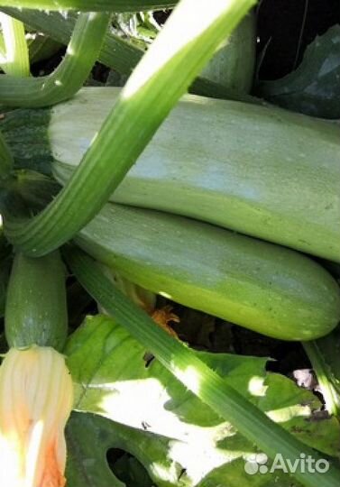 Семена Кабачка