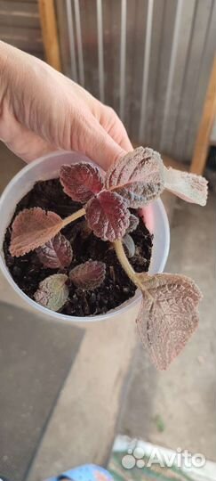 Домашние цветы