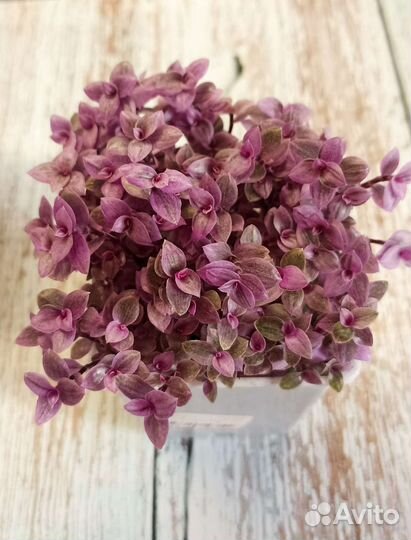 Комнатные домашние растения