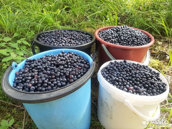 Черника свежая лесная