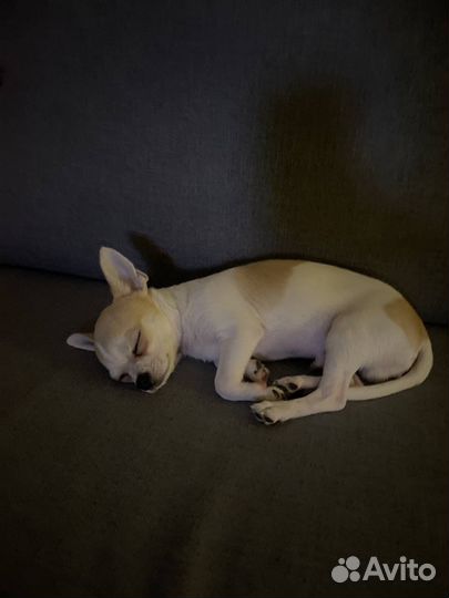 Чихуахуа мини мальчик