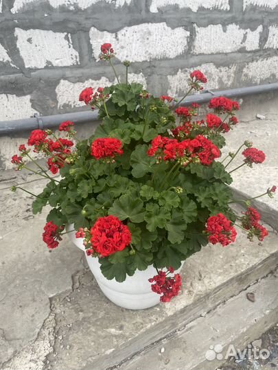 Продам цветы комнатные, цветущие кусты