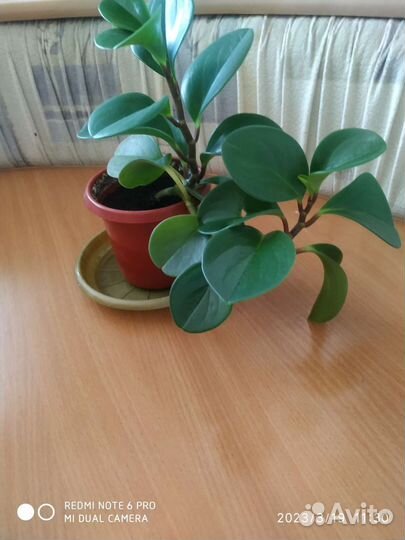 Пеперомия туполистная