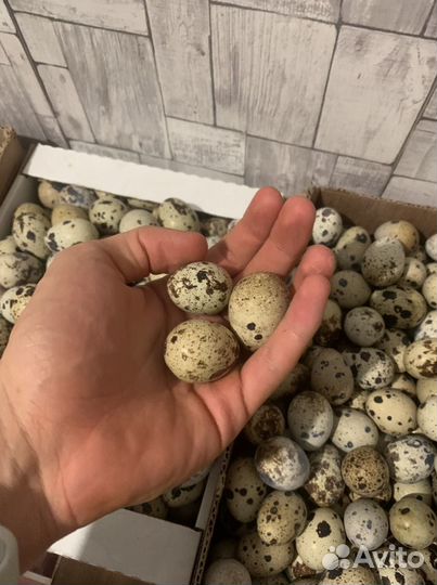 Яйца перепелиные