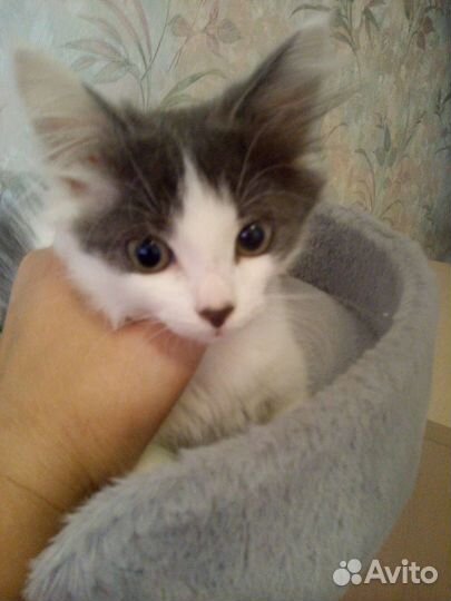 Помогите котятам