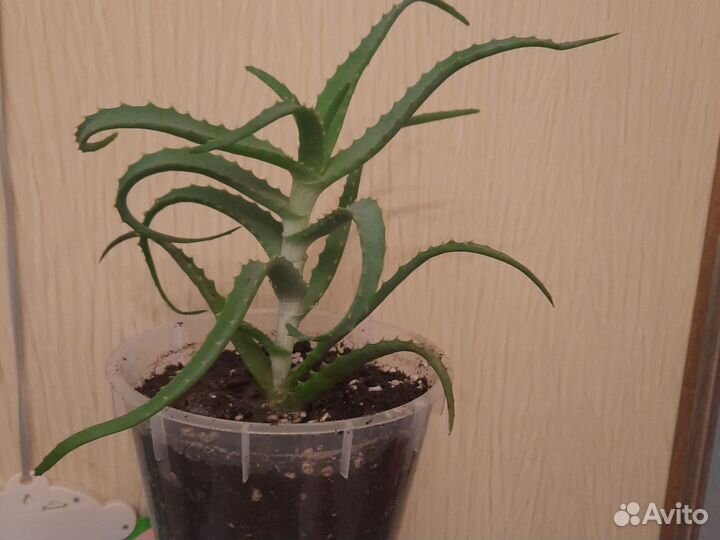 Алоэ столетник