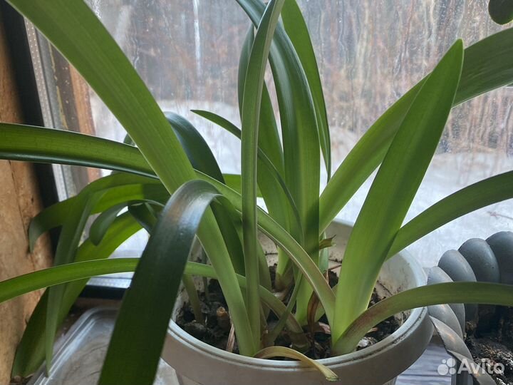 Гиппиаструм