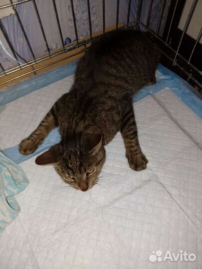 Больной котёнок - передержка на время