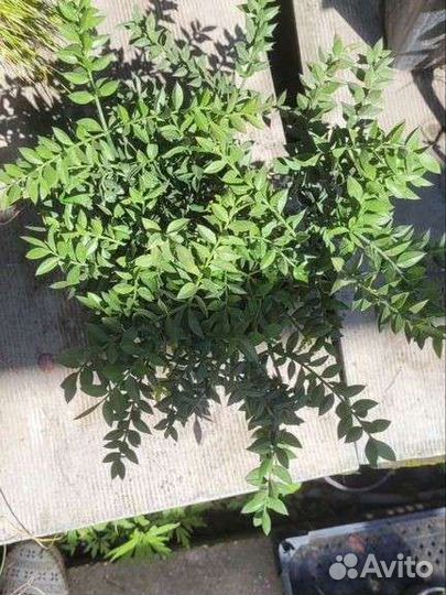 Иглица гирканская