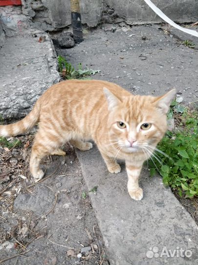 Котики бесплатно