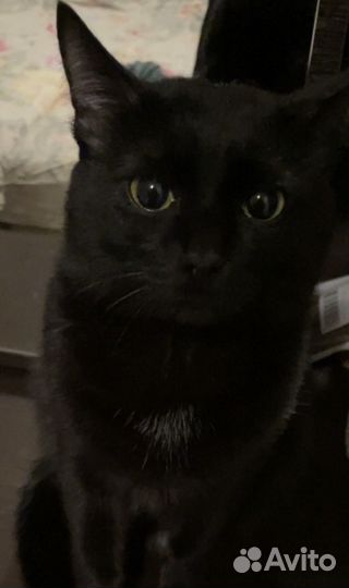Кот на вязку