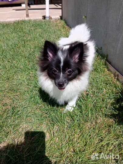 Немецкий шпиц щенки