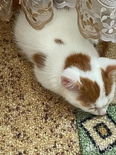 Кошка в дар бесплатно. ко всему приучена