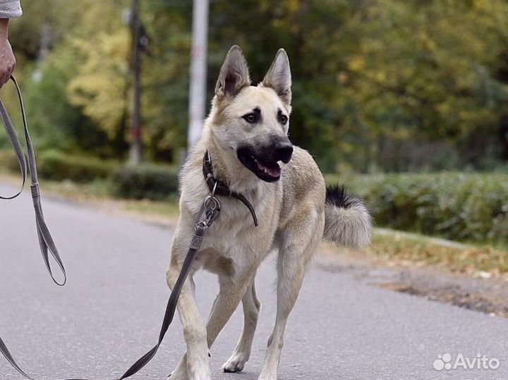 Метис швейцарской овчарки в добрые руки