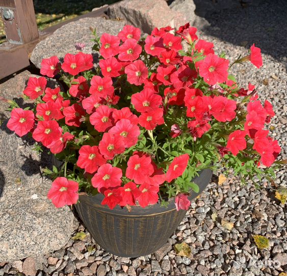 Петуния тайдал