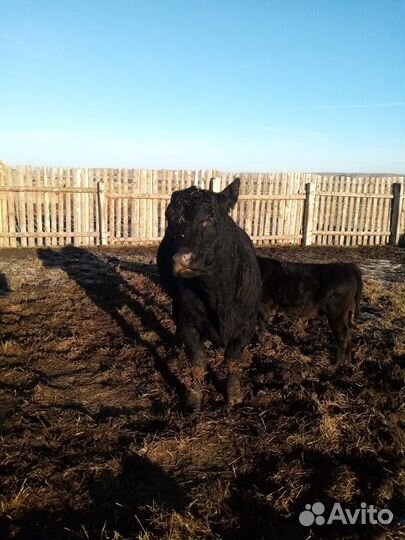 Быки и нетели абердины