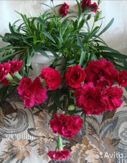 Гвоздика ампельная фуксия комнатные цветы,растения