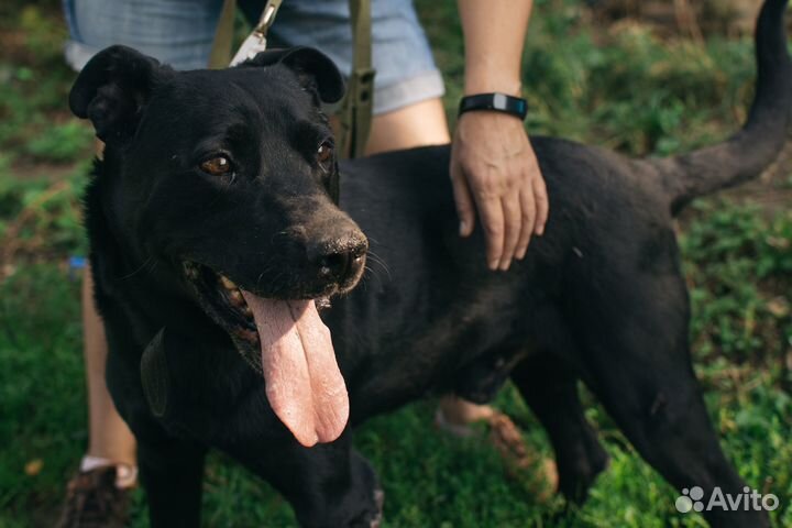 Пес-компаньон Норд в добрые руки