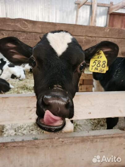 Партнер и инвестор