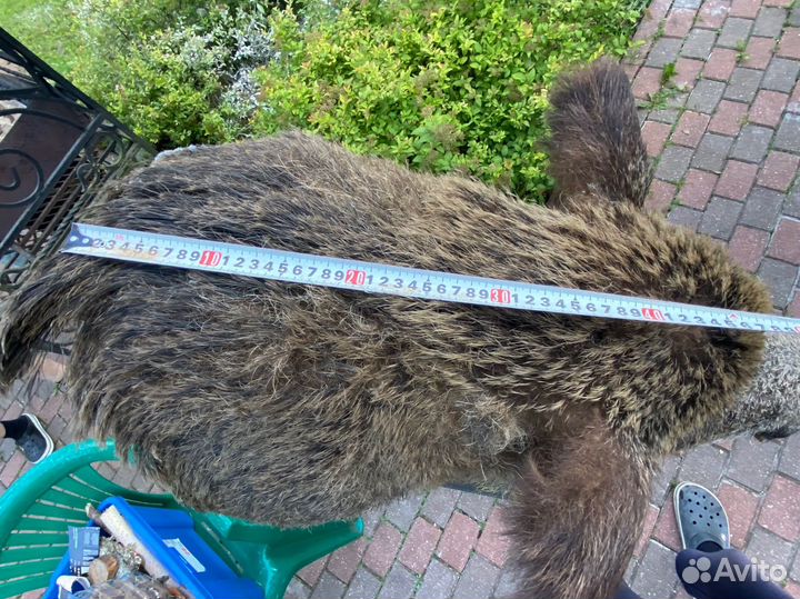 Чучело головы кабана