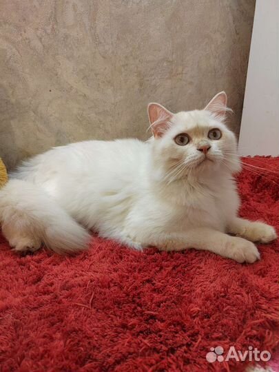 Британский котик