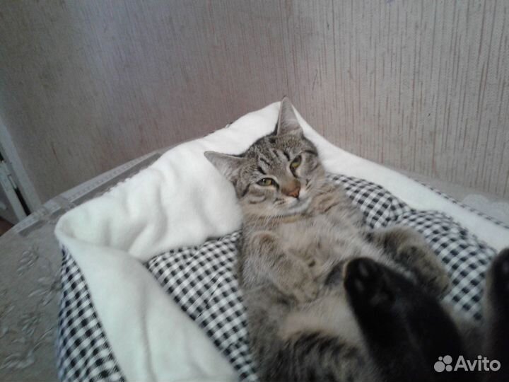 Кошка бесплатно