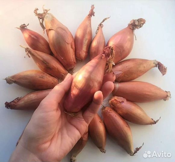 Лук-Шалот Зебруне и Белая Королева, Квочка