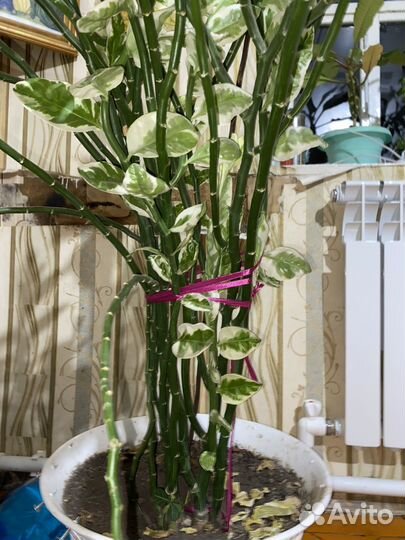 Педилантус